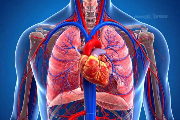 human body with blood flow - veins and arteries highlighted