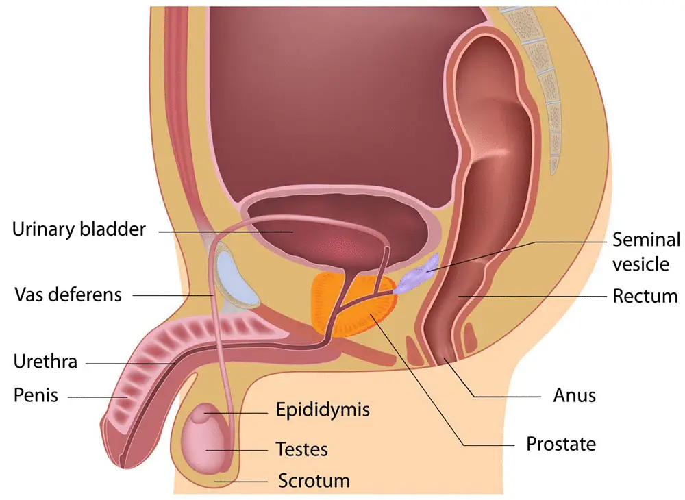 prostate health illustration